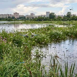 Стрекозы в Новосибирске: Как дожди способствовали их росту