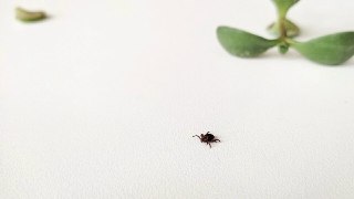 Клещи атакуют: почти 15 тысяч пострадавших в Новосибирской области